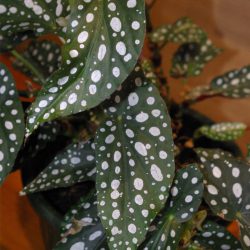 Begonia Maculata Silverspot