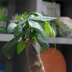 Pachira Aquatica (Indoor Money Tree)