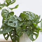 Monstera Adansonii – Monkey Mask