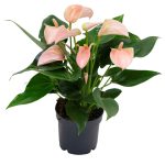 Anthurium andr Joli Peach