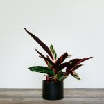 Stromanthe Sang. Triostar