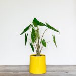 Alocasia Zebrina (Zebra Plant)