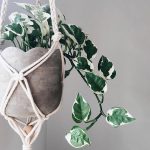 Epipremnum Aureum N’Joy (Pothos)