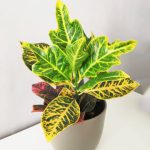 Codiaeum var Excellent