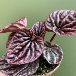 Peperomia Caperata ‘Red Luna’