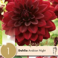 DAHLIA DECORATIVE ARABIAN NIGHT