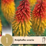 KNIPHOFIA UVARIA syn.Tritoma