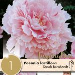PAEONIA LACTIFLORA SARAH BERNHARDT