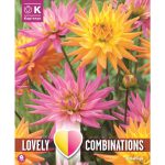 COMBI DAHLIA DECORATIVE KARMA PINK & ORANGE