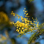 Acacia Dealbata (Mimosa)