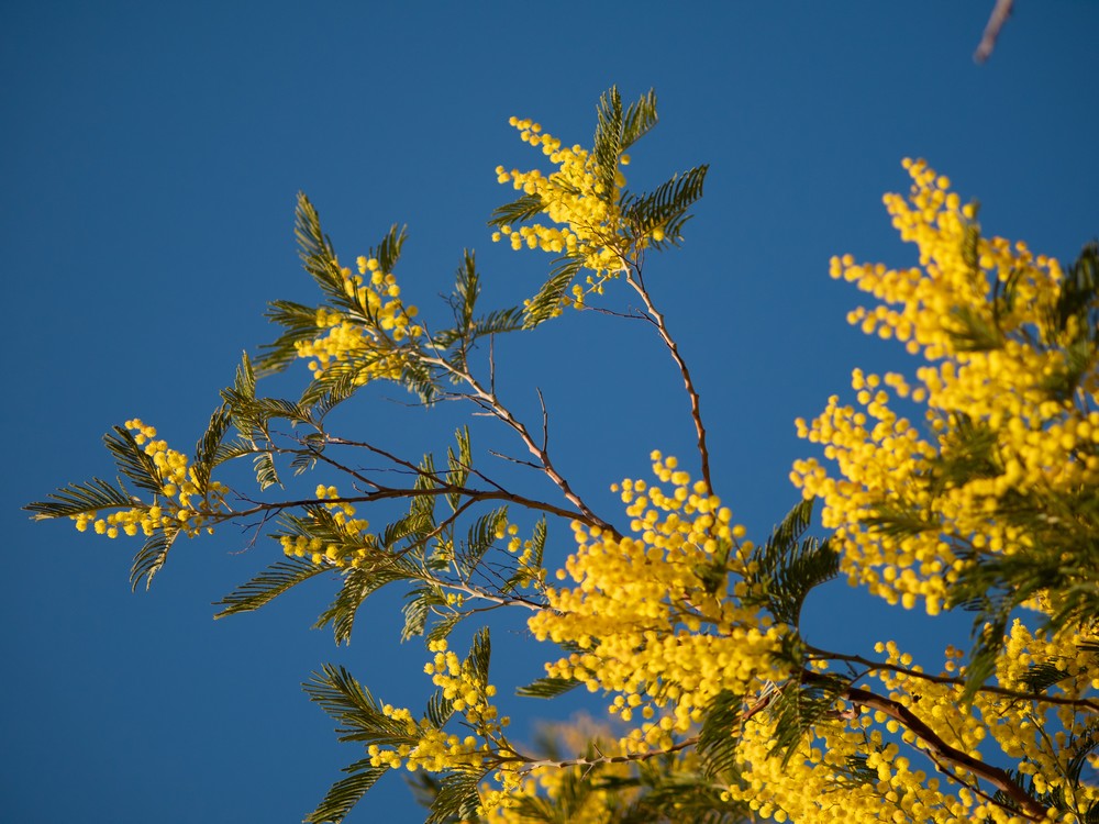 Acacia Dealbata (Mimosa) - The Nunhead Gardener