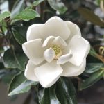 Magnolia Grandiflora Little Gem