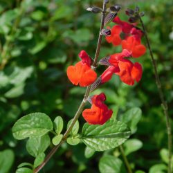 Salvia Red (Red Arrow)