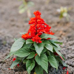 Salvia Red (Red Arrow)