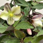 Helleborus