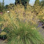 Stipa Gigantea (Golden Oat)