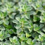 Marjoram Origanum Majorana (sweet marjoram)