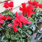 Cyclamen Goblet Shine Red