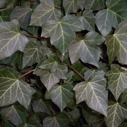 Hedera Helix (Common Ivy)