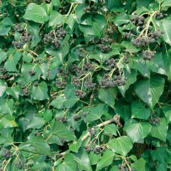 Hedera Helix (Common Ivy)
