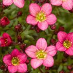 Saxifraga Arendsii (Pink)