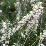 Erica Darleyensis (White)