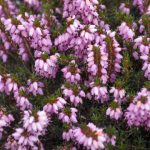 Erica Darleyensis (Pink)