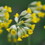 Primula Veris (Cowslip)
