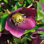 Helleborus Orientalis