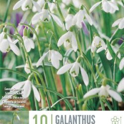 Galanthus Nivalis