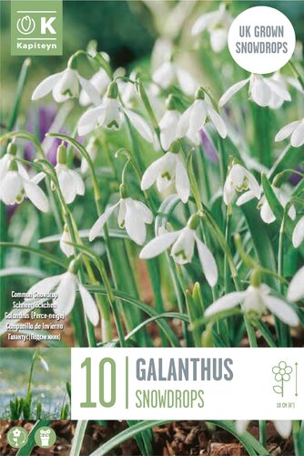 Galanthus Nivalis