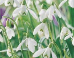 Galanthus Nivalis