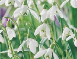 Galanthus Nivalis - Image 2