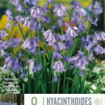 Hyacinthoides Non-Scripta
