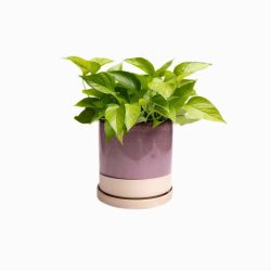 Minute Planter – Burgundy