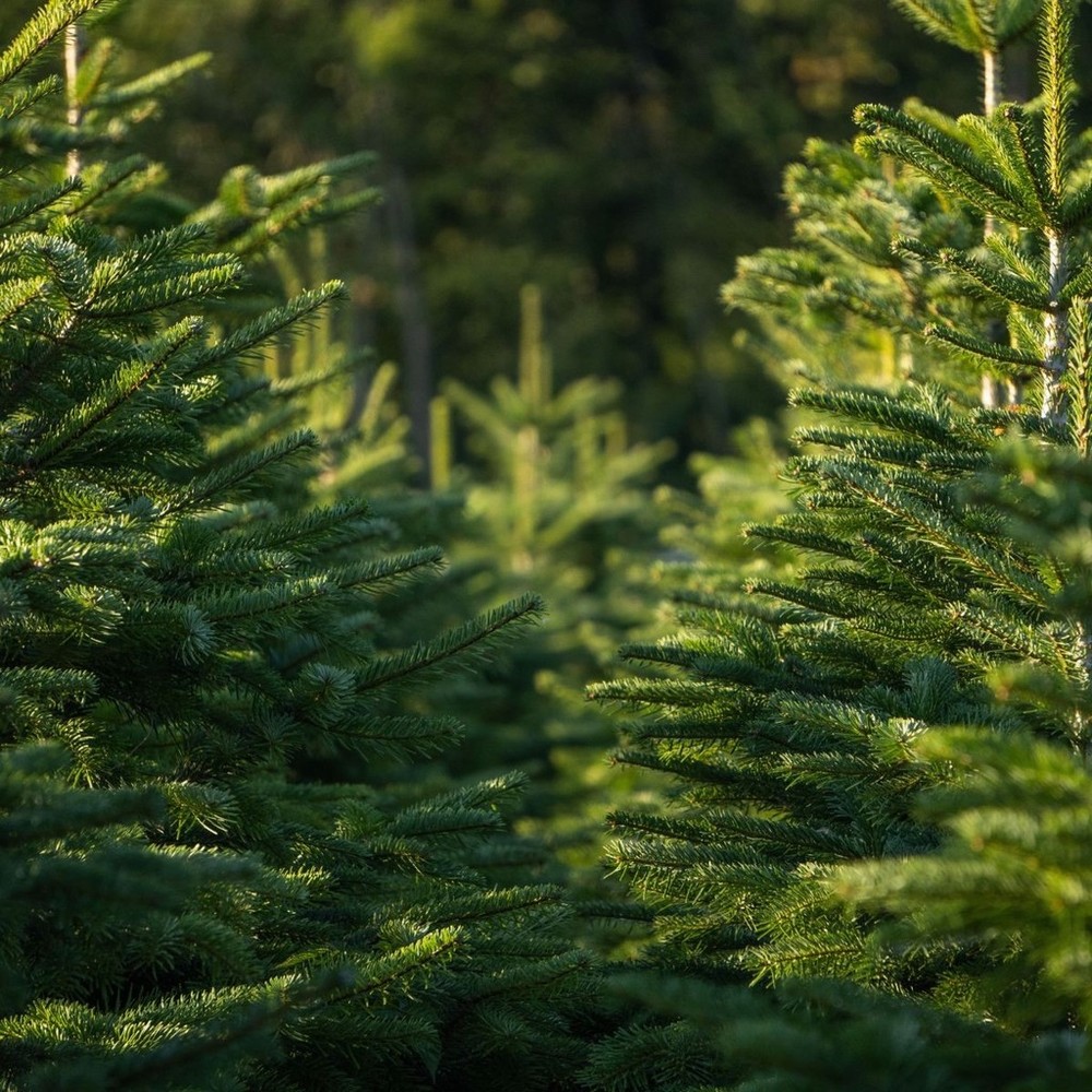 Premium Nordmann Fir Christmas Tree - Image 5