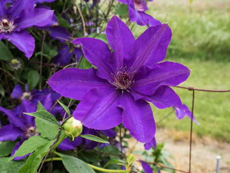 Clematis 'The President' purple blooms in a garden with field in the background