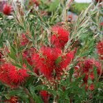 Callistemon Splendens