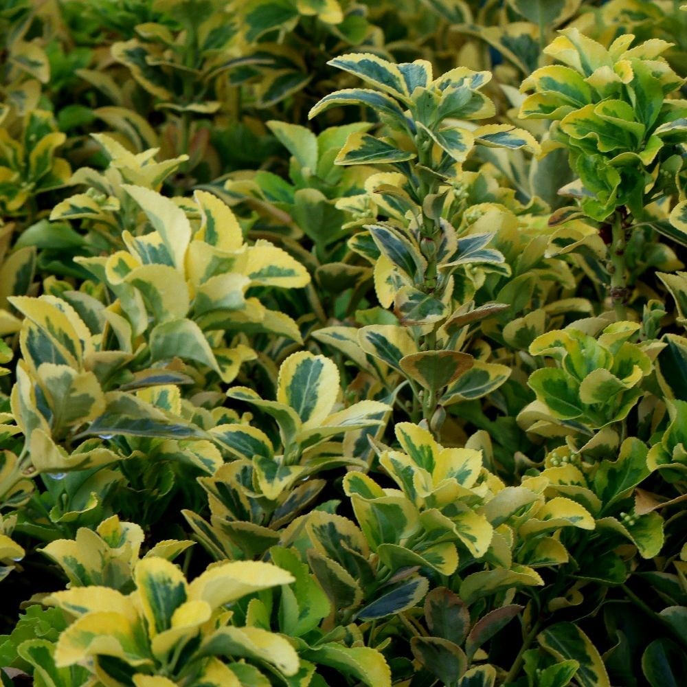 Euonymus Japonicus Ovatus Aureus - The Nunhead Gardener