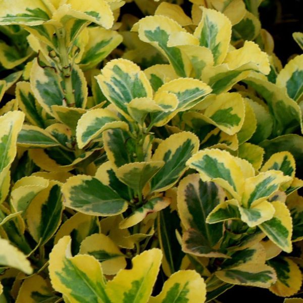 Euonymus Japonicus Ovatus Aureus - The Nunhead Gardener