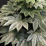 Fatsia Japonica Spiderweb