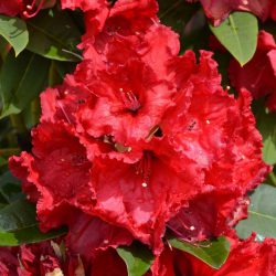 Rhododendron Hybrid Red