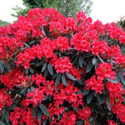 Rhododendron Hybrid Red