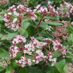 Viburnum Tinus Eve Price