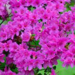 Azalea Japonica Purple