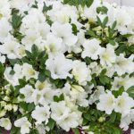 Azalea Japonica – White