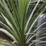 Cordyline australis