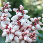 Pieris Japonica Bonfire