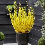 Forsythia x Intermedia Weekend