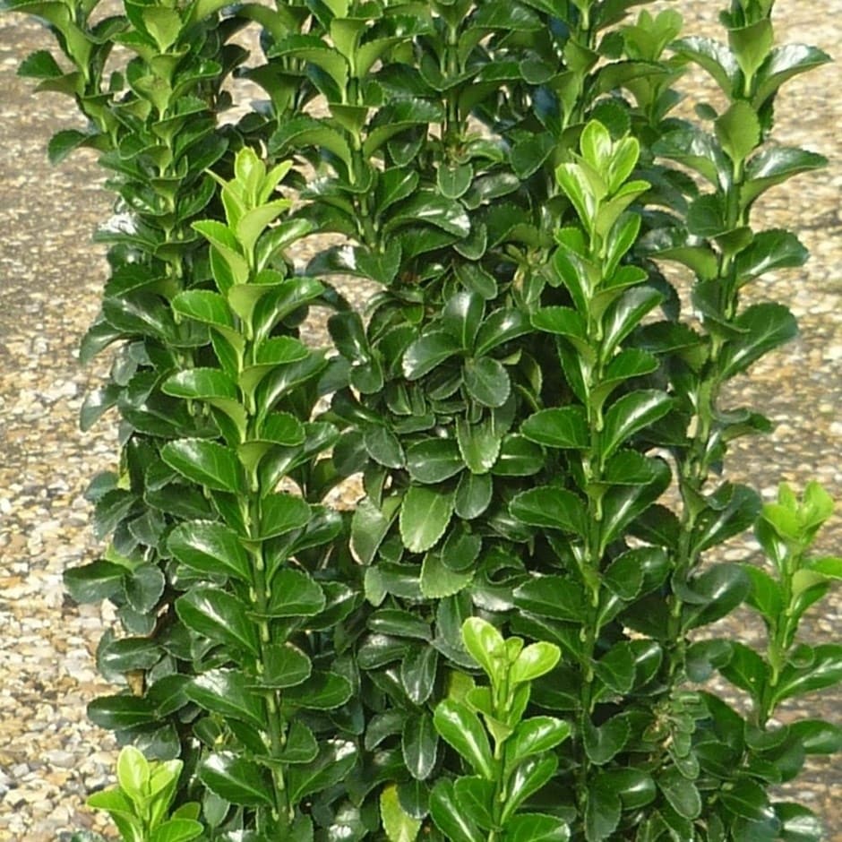 Euonymus 'Green Spider' branches in front of beige stone background